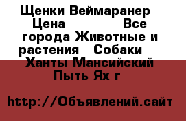 Щенки Веймаранер › Цена ­ 40 000 - Все города Животные и растения » Собаки   . Ханты-Мансийский,Пыть-Ях г.